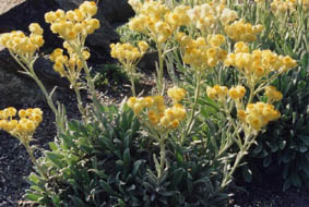 Helichrysum virginianum